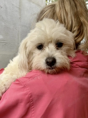 Lui - ein zuckersüßer kleiner Rüde sucht dich