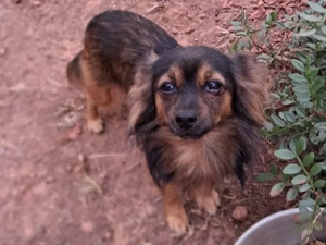 POLDI wünscht sich ein Zuhause mit Herz