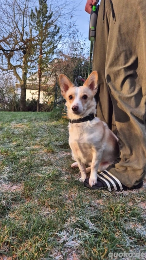 FOXY *geb. 1 2022: Kleine Kämpferin sucht großes Glück