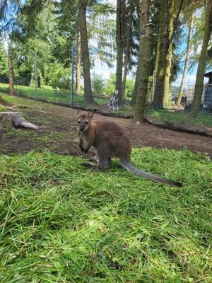 Wallaby Bock Känguru 