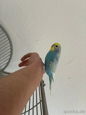 Wellensittich in blau