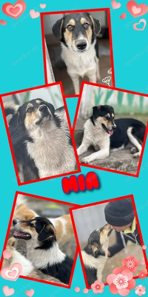 sanfte, liebe, menschenbezogene, hübsche Hündin "Mia" sucht dringend ein Zuhause 