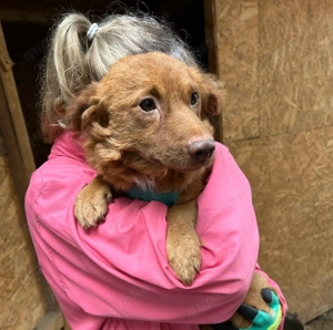 Ronja - ein Schmusemädchen sucht dringend ein Zuhause