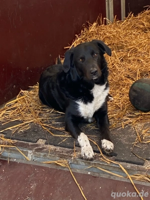 australien shepherd mix rüde 