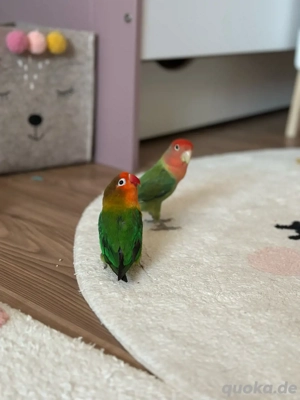 Unzertrennliche Agaporniden