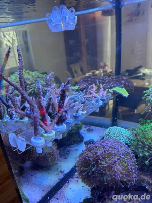 Meerwasser SPS LPS Korallen (Acropora, Montipora, Euphyllia,...)