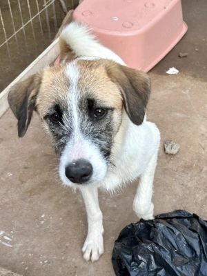 Gudrun sehnt sich nach einem Körbchen