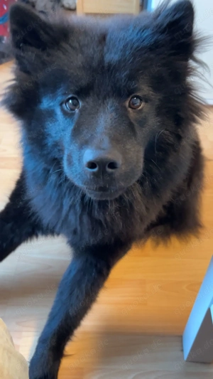 Spitz-Hündin 1 Jahr alt, kinderlieb, katzenverträglich 