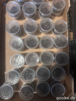 Vogelspinnen Tliltocatl Albopilosum