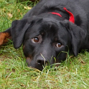 Chopper - 2 Jahre - Boxer Labrador Mix - Tierhilfe Franken e.V.