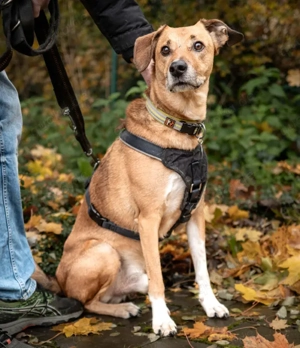 Osano - 7 Jahre - Mix - Tierhilfe Franken e.V.  Bild 4
