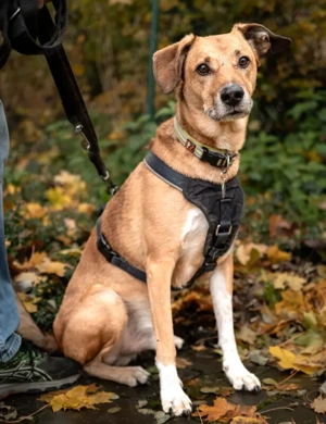 Osano - 7 Jahre - Mix - Tierhilfe Franken e.V.  Bild 2