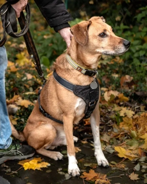 Osano - 7 Jahre - Mix - Tierhilfe Franken e.V.  Bild 5
