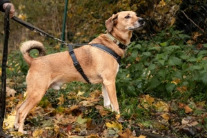 Osano - 7 Jahre - Mix - Tierhilfe Franken e.V.  Bild 3