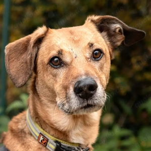 Osano - 7 Jahre - Mix - Tierhilfe Franken e.V. 