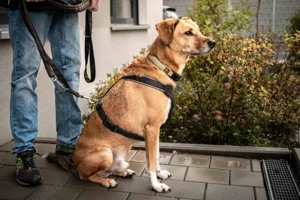 Osano - 7 Jahre - Mix - Tierhilfe Franken e.V.  Bild 7