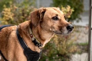 Osano - 7 Jahre - Mix - Tierhilfe Franken e.V.  Bild 9