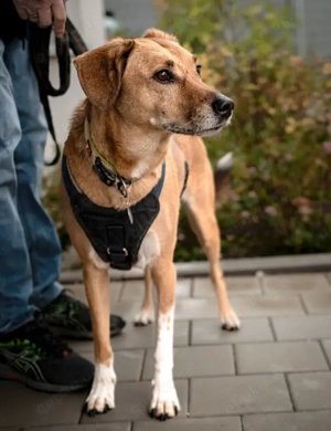 Osano - 7 Jahre - Mix - Tierhilfe Franken e.V.  Bild 10