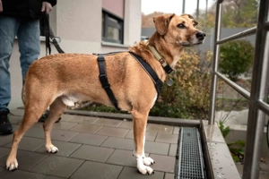 Osano - 7 Jahre - Mix - Tierhilfe Franken e.V.  Bild 8