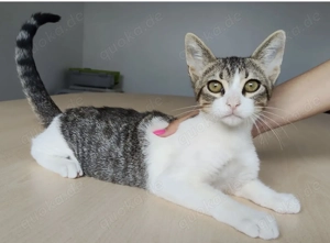 CAIRO- aufgeschlossen, gesellig, verschmust Bild 2