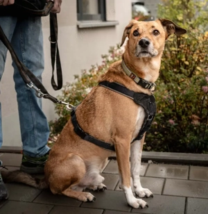 Osano - 7 Jahre - Mix - Tierhilfe Franken e.V.  Bild 6