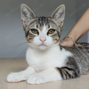 CAIRO- aufgeschlossen, gesellig, verschmust Bild 3