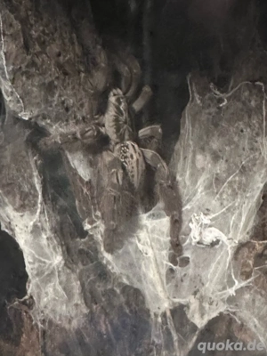 Heteroscodra Maculata Vogelspinnen