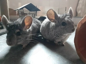 Chinchilla Chip und Bonni suchen einen neuen Mandelspender 