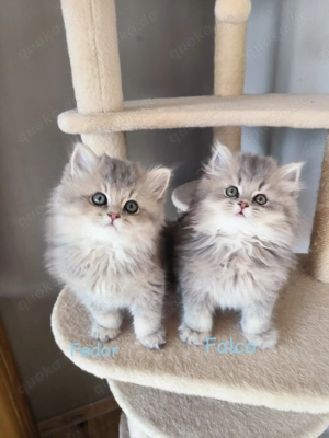 Zuckersüße blue goldene BLH kitten mit Stammbaum 