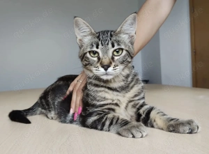 CONGO- lustig, neugierig, menschenbezogen