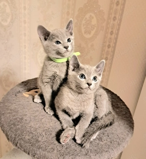 Russche blau katze
