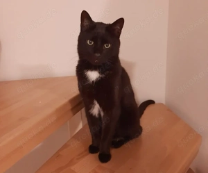 Blacky, 5 Jahre - Europäisch Kurzhaar - Tierhilfe Franken e.V.