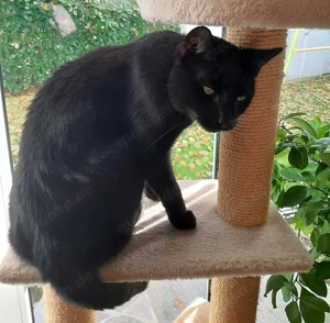 Blacky, 5 Jahre - Europäisch Kurzhaar - Tierhilfe Franken e.V.