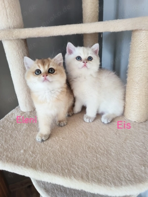 3 Wunderschöne BKH BLH golden Kitten mit Stammbaum 