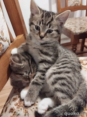    Niedliche Hauskatzenbabys zu verkaufen   