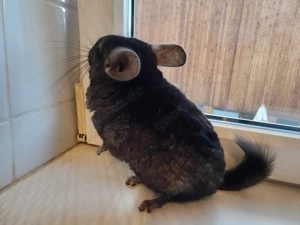 Handicap Chinchilla Fiona, Fiba, Foba und Lotte suchen einen neuen Wirkungskreis