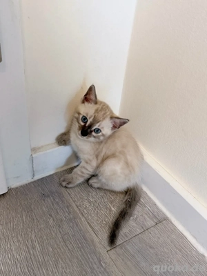    Wunderschöne Snow Bengal Kitten mit Stammbaum   