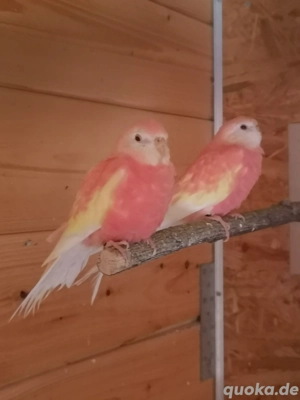 Bourkesittiche  Bild 2