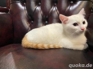 Katzenbabys (geb. 17.08.2025) suchen liebevolles Zuhause