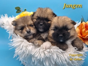 Pomeranian Zwergspitz Welpen  ( ähnlich Pomchi Chihuahua  )