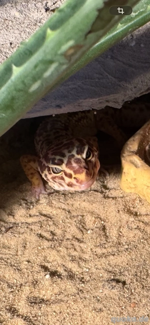 leopardgecko weibchen