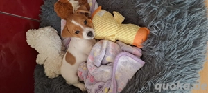 Jack Russell Terrier Welpe 