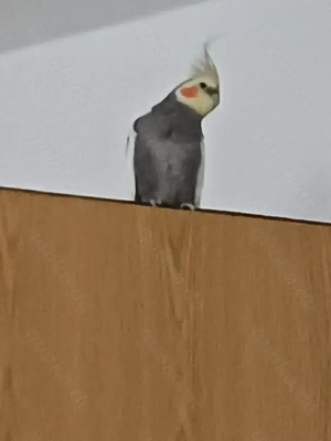 Männlicher Nymphensittich 