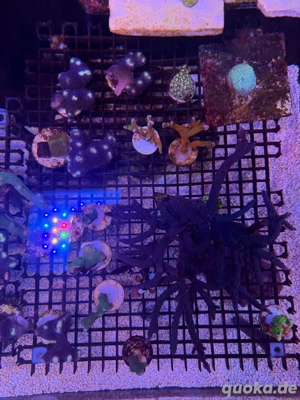 meerwasser Koralle Ableger SPS LPS  Bild 5