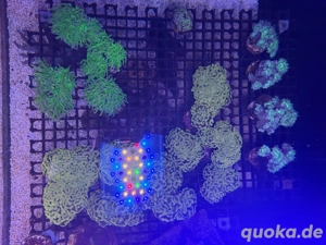 meerwasser Koralle Ableger SPS LPS  Bild 3