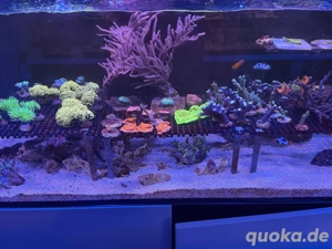 meerwasser Koralle Ableger SPS LPS 