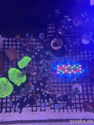 meerwasser Koralle Ableger SPS LPS  Bild 4