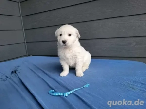 Bezaubernde Golden-Retriever-Welpen