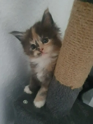 Maine Coon Kätzchen zum Neuen Jahr 