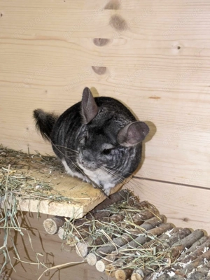 Chinchillas Cater und Linus suchen ein neues Zuhause